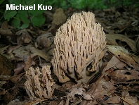 Ramaria fennica