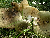 Russula aeruginea