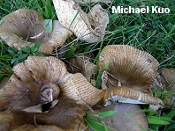 Russula amoenolens