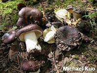 Russula cinereovinosa