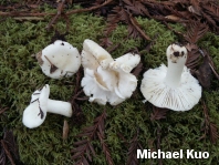 Russula cremoricolor