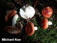 Russula cremoricolor