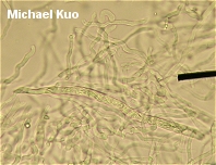 Russula crustosa