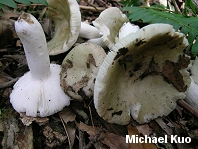 Russula cyanoxantha