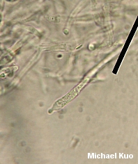Russula cyanoxantha