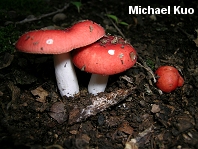 Russula cystidiosa