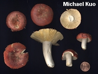 Russula cystidiosa