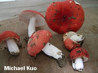 Russula cystidiosa