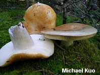 Russula decolorans