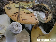 Russula decolorans