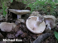 Russula densifolia