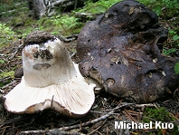 Russula densifolia