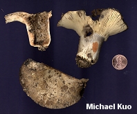 Russula densifolia