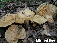 Russula earlei