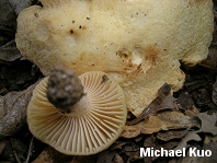 Russula earlei