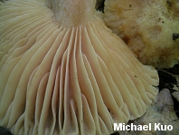 Russula earlei