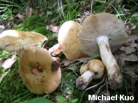 Russula fragrantissima