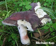 Russula mariae