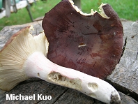 Russula mariae