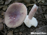 Russula mariae