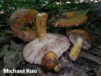 Russula mutabilis