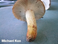 Russula mutabilis