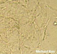 Russula pectinatoides