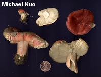 Russula tenuiceps