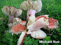 Russula tenuiceps