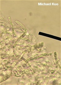Russula tenuiceps