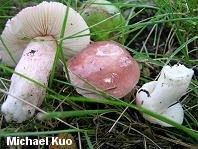 Russula uncialis