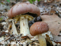 Stropharia rugosoannulata