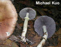 Stropharia rugosoannulata