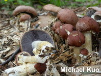 Stropharia rugosoannulata