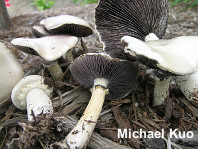 Stropharia rugosoannulata: white form