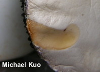 Stropharia rugosoannulata: white form