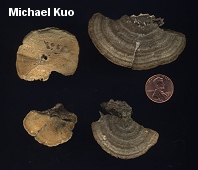 Trametes hirsuta