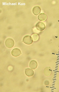 Tricholomopsis sulphureoides