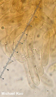 Tricholomopsis sulphureoides