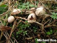 Tulostoma lloydii