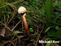 Tulostoma lloydii