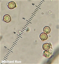 Tulostoma poculatum