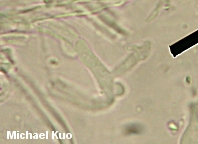 Tyromyces fumidiceps