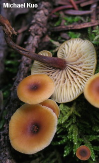 Xeromphalina cauticinalis