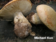 Amanita aprica