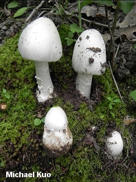 Amanita bisporigera