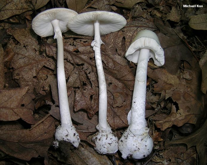 Destroying Angel Mushroom Identification