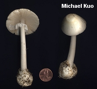 Amanita bisporigera