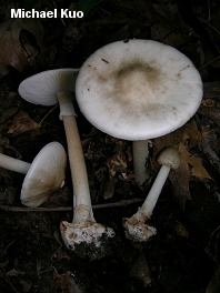 Amanita brunnescens