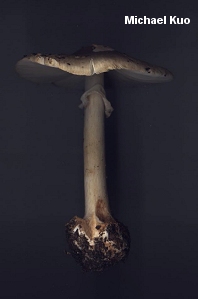 Amanita brunnescens